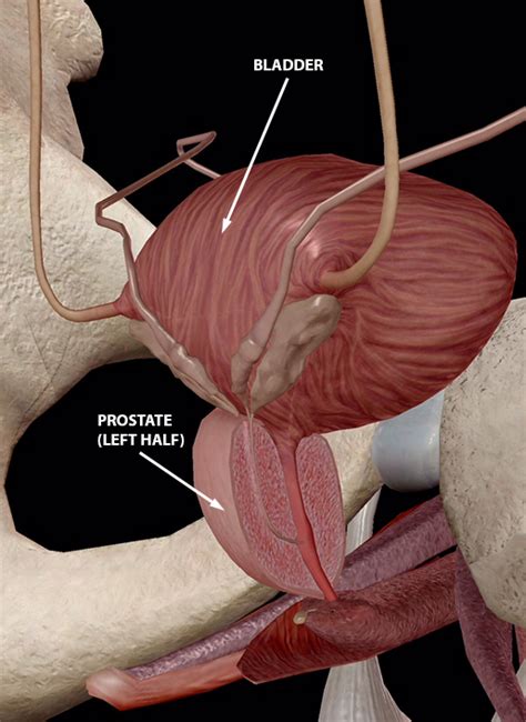 These organs are located on the outside of the body and within the pelvis. Anatomy and Physiology: Internal Male Reproductive Anatomy