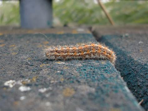 Hairy Caterpillar Rainham Marshes © Stefan Czapski Cc By Sa20