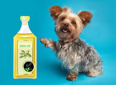Is Olive Oil Good For Dogs Skin 5 Other Health Benefits
