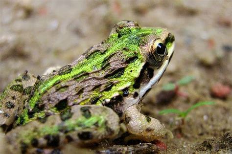Biology Of Animals Rana Sp Frog