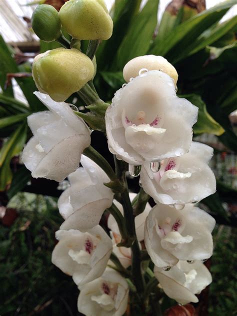 Buy Peristeria elata-Kapothapushpam- Dove orchid-plant | Plantslive