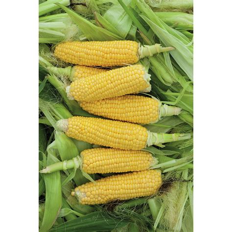 I Grow Sweetcorn Sweet Nugget An Excellent Tried And Tested Mid