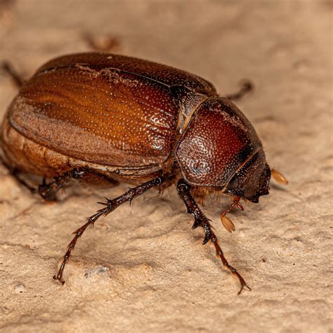 9 Different Types Of June Bugs Beetles To Look Out For