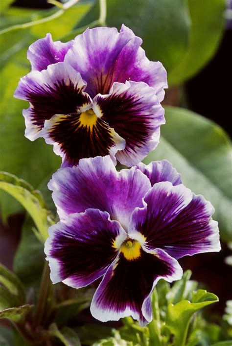 14 Pretty And Unusual Pansy Varieties