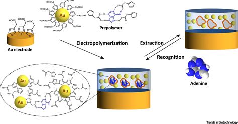 Molecularly Imprinted Polymers In Electrochemical And Optical Sensors