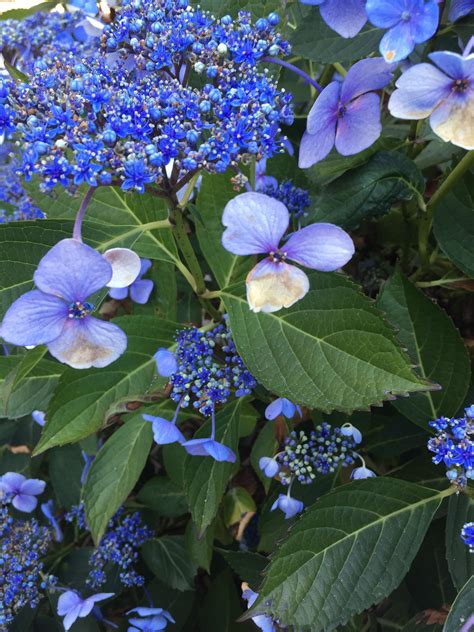 Help Identifying Flowering Shrub Growing In Southern Washington Thank