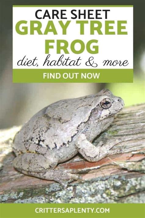The Gray Tree Frog Is One Of The Most Popular Tree Frogs Amongst Pet
