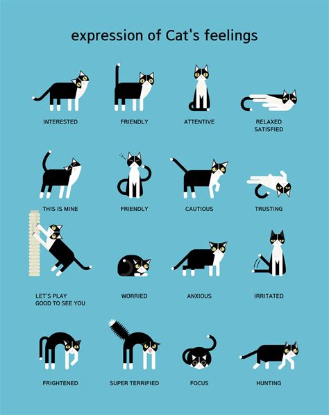 What Your Cats Body Language Means Prettylitter
