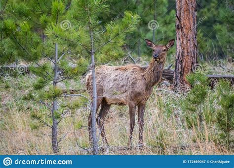 White Tailed Deer In The Field Of Custer State Park South Dakota Stock