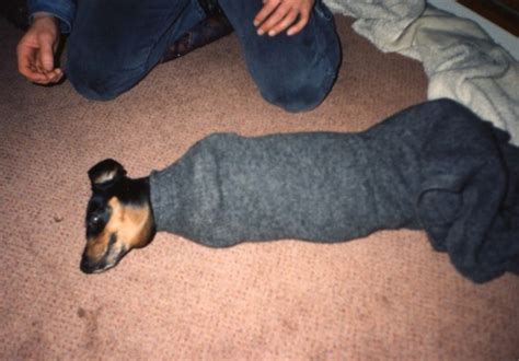 Sausage Dog In Trouble Crawled Up A Sleeve And Got Stuck Dogs