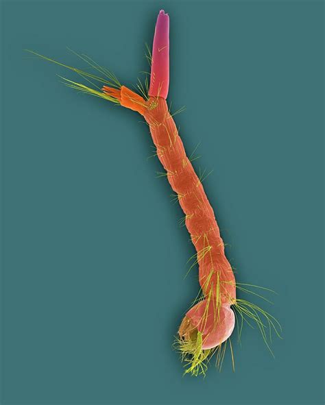 Mosquito Larva Photograph By Dennis Kunkel Microscopyscience Photo