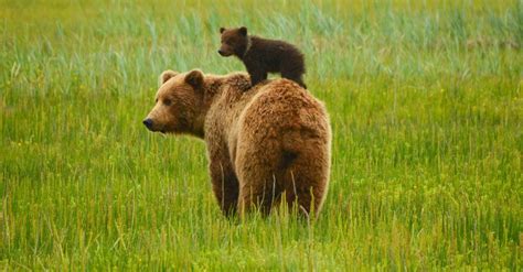 10 Incredible Brown Bear Facts A Z Animals