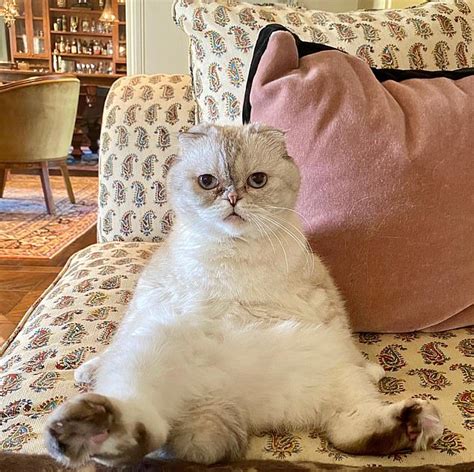 Taylor Swifts Cat Olivia Benson Is The Worlds Third Richest Pet Worth
