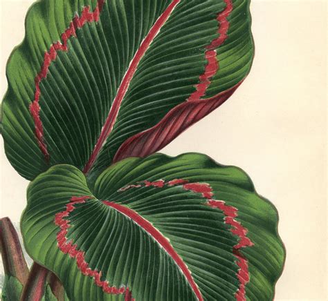 Tropical Plants Printables Plant Prints Printable Wall Art Botanical