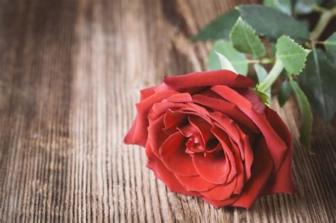 Premium Photo Single Red Rose On Wood
