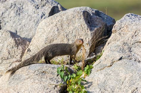 Meet The Mongoose Courageous Snake Killer And Lovable Pet Pet Ponder