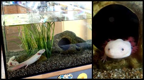 Axolotl Tank Amphipedia