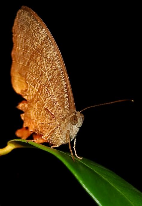 Evening Brown Melanitis Leda Queensland Australia Take Flickr