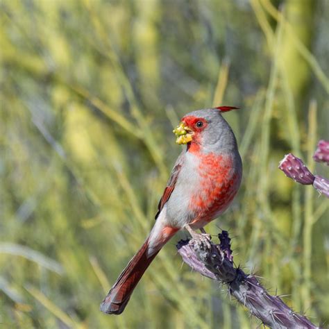 Classic Desert Birds Foothills Clusters Wildlife