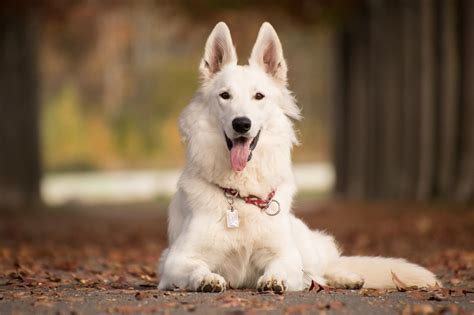 10 Most Popular Dog Breeds In The World 2021