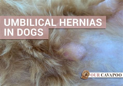 Umbilical Hernias In Dogs Our Cavapoo