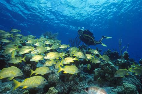 Bahamas Scuba Diving Vacations Ultimate Dive Travel