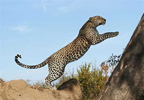 Leaping Leopard By Rudi Hulshof Via 500px Jaguar Animal Large Cats