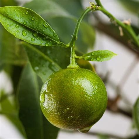 Green Mandarin Essential Oil Artisan Aromatics