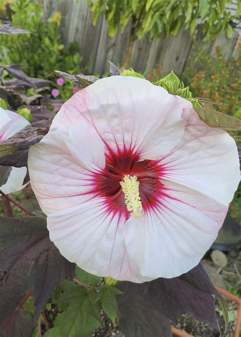 Hardy Summer Storm Hibiscus Is Garden Treat Mississippi State