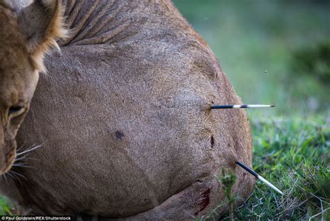 Porcupines are popular cartoon characters because of their quills. Masai Mara lioness licks its wounds after getting ...