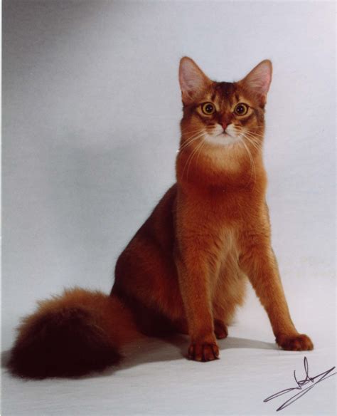 somali cat history personality appearance health  pictures