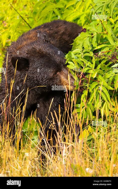 Black Bear Closeup In Forest In Autumn Yellowstone National Park Stock