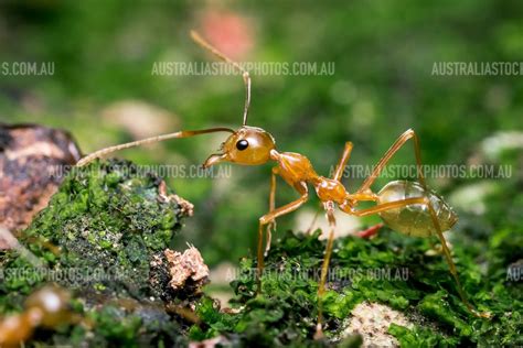 Green Tree Ants Oecophylla Smaragdina Australia Stock Photos