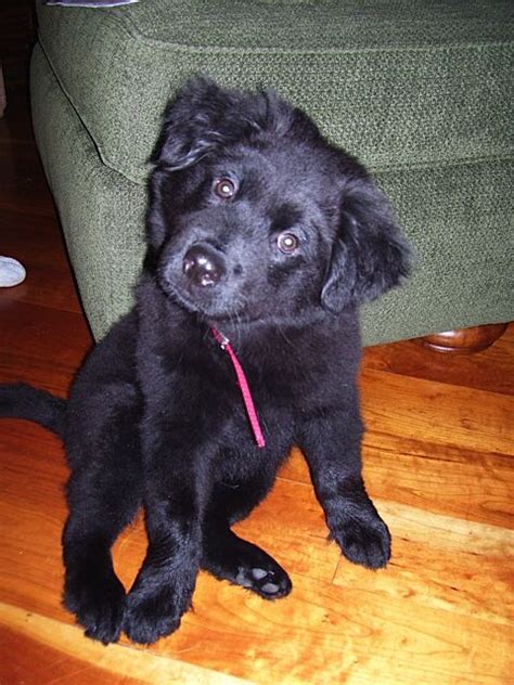 History, facts, personality, temperament, & care. My lab/chow puppy. Love him! | Chow chow puppy, Puppies, Pooch
