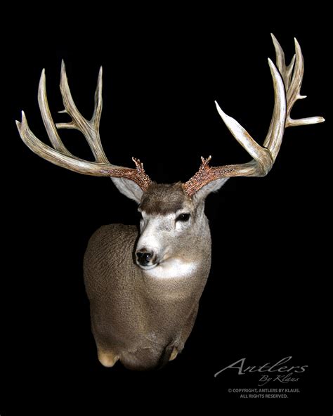Double Flyer Buck Antlers By Klaus