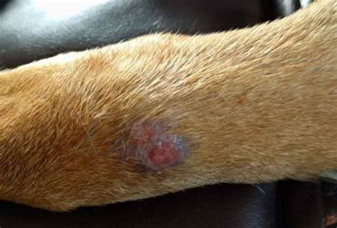 German Shepherd Skin Yeast Infection Petsidi