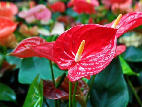 Native Flowers Of Sri Lanka Kapruka Online Shops In Sri Lanka