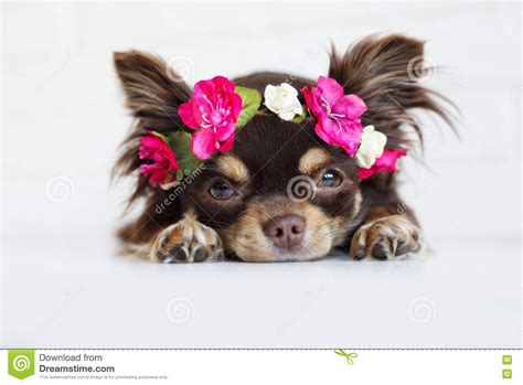 Chihuahua Dog In A Flower Crown Stock Photo Image Of Close Young