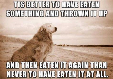 10 Memes That Get Life With Dogs Oh So Right