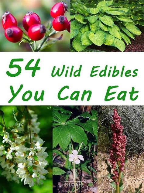 Wild Edibles Survivaltips Wild Food Foraging Wild Edibles Edible