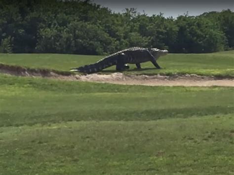 Monster Alligator Filmed Strolling Around Golf Course In Florida