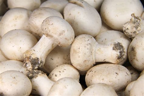 Champignon De Paris Blanc Pied Entier Des Halles Et Des Gourmets