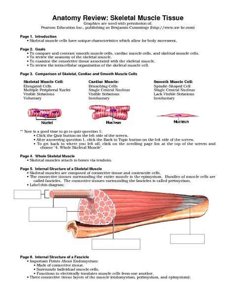 Anatomy Muscle Worksheet Anatomical Charts And Posters