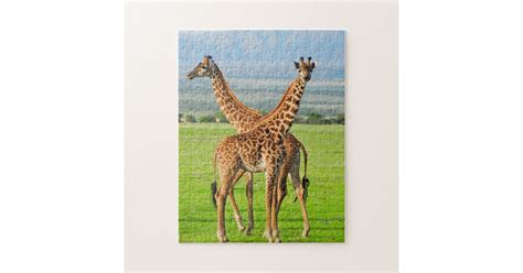 two giraffes jigsaw puzzle