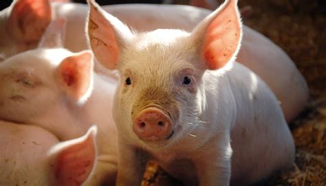 Probiotic Solutions For Weaned Piglets