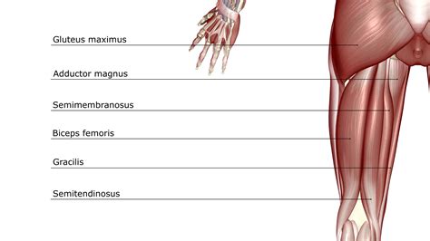 Your tendons are under a lot of tension when you exercise, especially when you do explosive activities like sprinting and jumping. Wiring And Diagram: Diagram Of Upper Leg Muscles And Tendons
