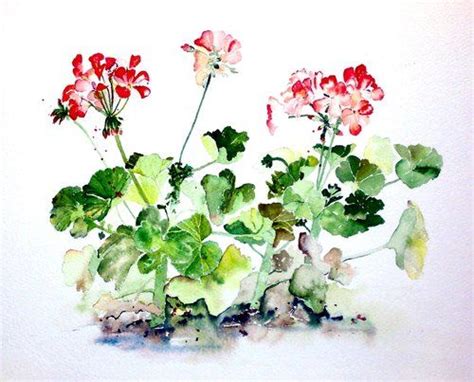 Post Andres Watercolors Geraniums Watercolor Flowers