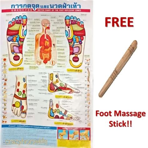 Reflexology Zones Thai Foot Massage Health Chart Poster Free Massage Stick Balm 2414 Picclick