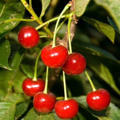 Maybe you would like to learn more about one of these? Kansas Sweet Cherry