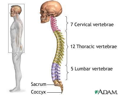 12 photos of the human back bones. skeletal/muscular skeletal system at LaGuardia Community College - StudyBlue